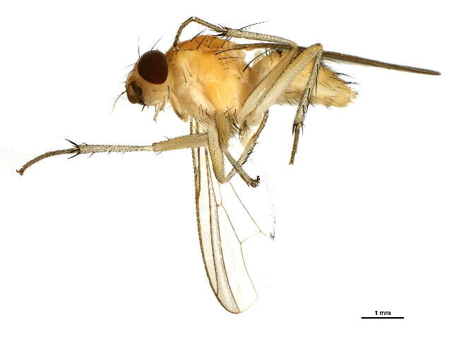 Sivun Megaphthalma pallida (Fallen 1819) kuva