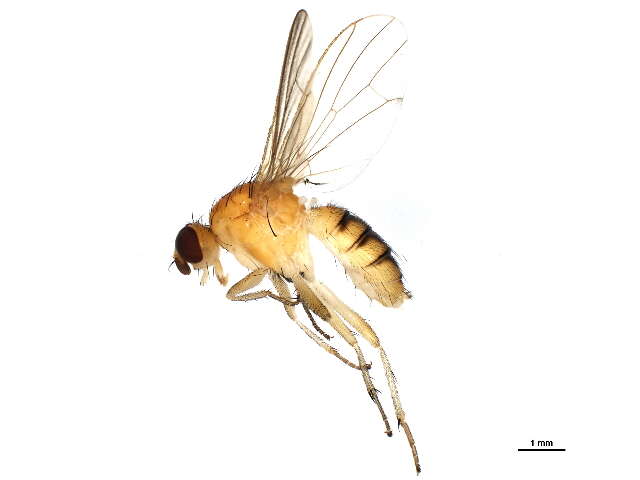 Sivun Megaphthalma pallida (Fallen 1819) kuva