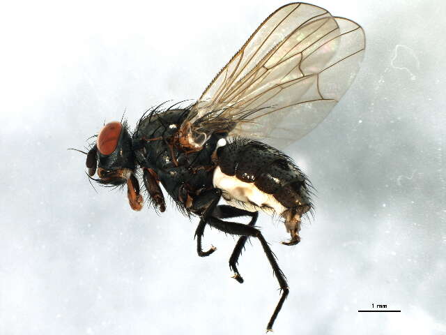 Image of Anthomyia