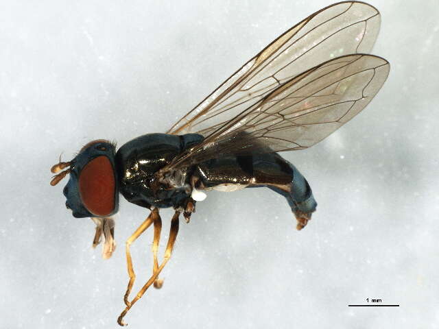 Image of Platycheirus confusus (Curran 1925)