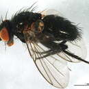 Image of Tachininae