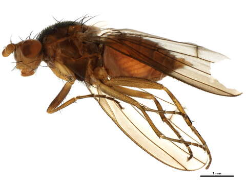 Image of Heteromyza oculata Fallen 1820