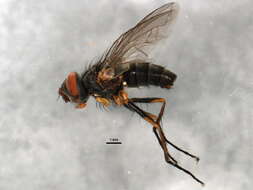 Image of Cryptomeigenia muscoides Curran 1926