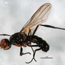 Themira nigricornis (Meigen 1826)的圖片