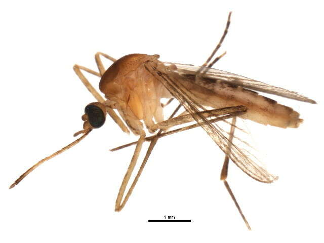 Image of mosquito