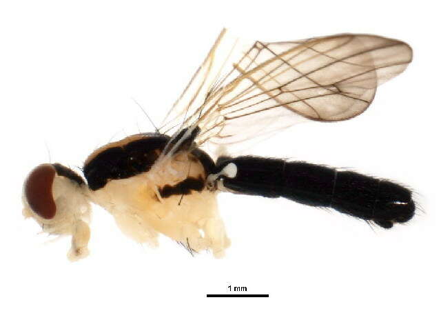 Americina adusta (Loew 1863)的圖片