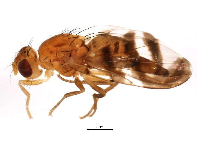 Image of Euphranta canadensis (Loew 1873)