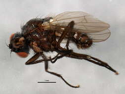 Image of Anthomyia