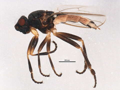 Image of Ischiolepta