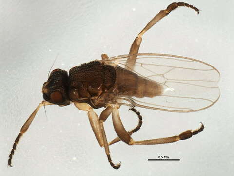 Image of Ischiolepta