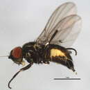 صورة Cerodontha biseta Hendel 1920