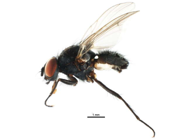 Image of Anthomyia