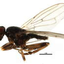 Image of Fly