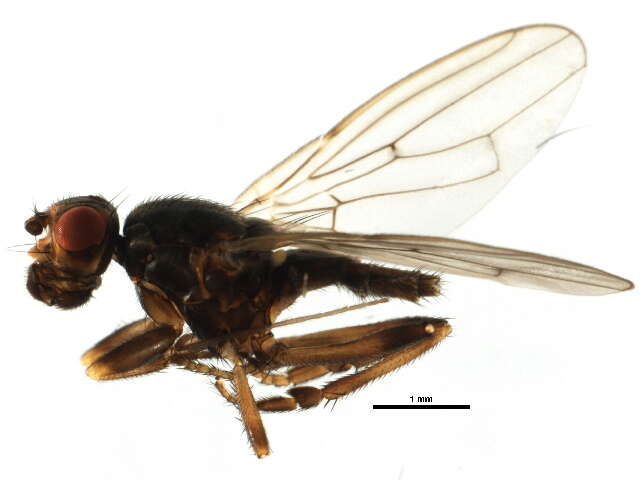 Image of Fly