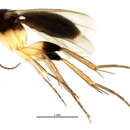 Image of <i>Sceptonia nigra</i>