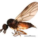 Image of Iteaphila