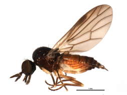 Image of unclassified Diptera