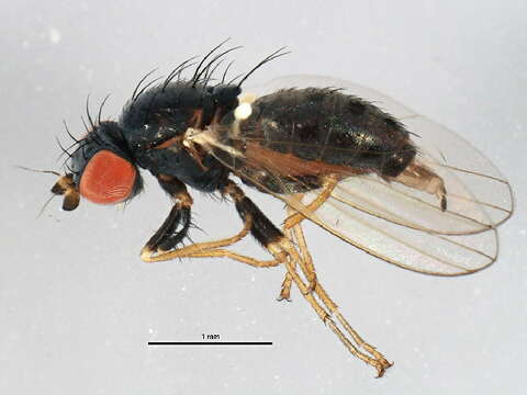 Image of Chamaemyia