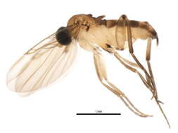 Image of Lecanocerus compressiceps Borgmeier 1962