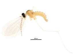 Image de Asteromyia carbonifera (Osten Sacken 1862)