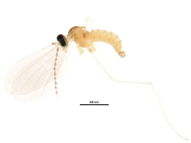 Image de Asteromyia carbonifera (Osten Sacken 1862)