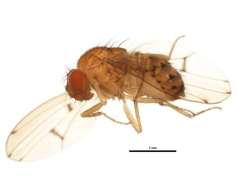 Image of Drosophila quinaria Loew 1866