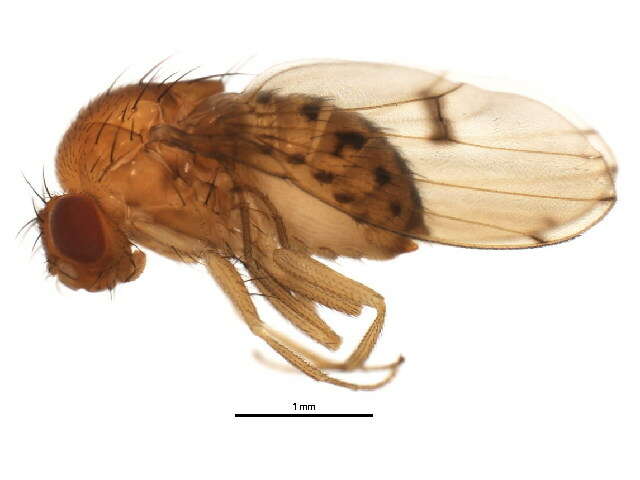 Image of Drosophila quinaria Loew 1866