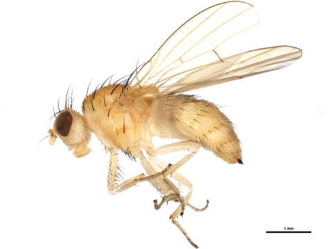 Image of Homoneura bispina (Loew 1861)