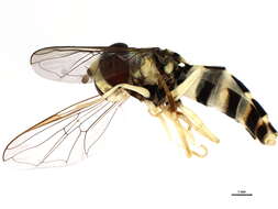 Xanthogramma flavipes (Loew 1863) resmi