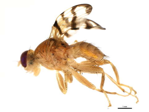 Image of Rose Hip Fly