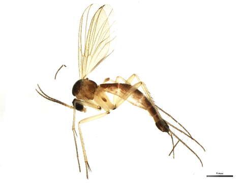 Image of Megalopelma