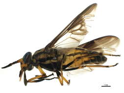 Image of Chrysops aberrans Philip 1941