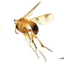 Image of Dynatosoma