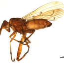 Image of <i>Sepedon fuscipennis</i>