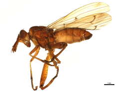 Imagem de <i>Sepedon fuscipennis</i>