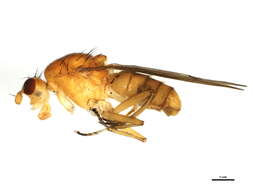 Image of Sciomyzoidea