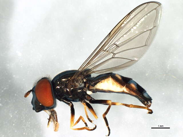 Image of Platycheirus obscurus (Say 1824)