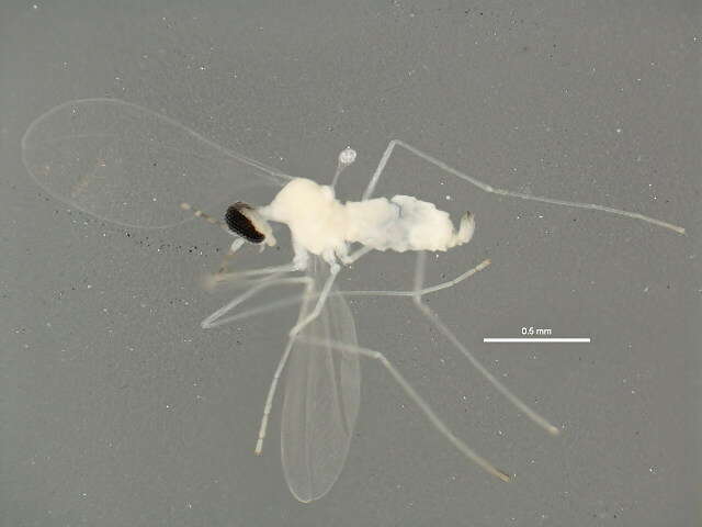 Image of Vitisiella brevicauda