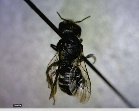 Image of Truncate Small-Mason