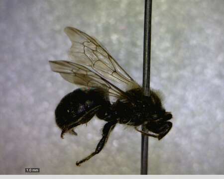 Image of Truncate Small-Mason