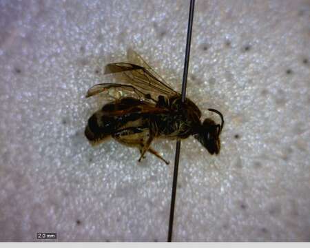 Image of Sweat bee