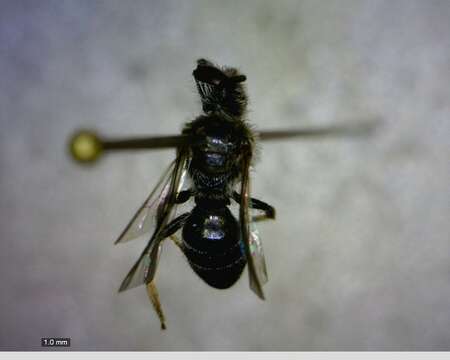 Image of Sweat bee