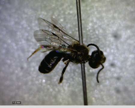 Image of Sweat bee