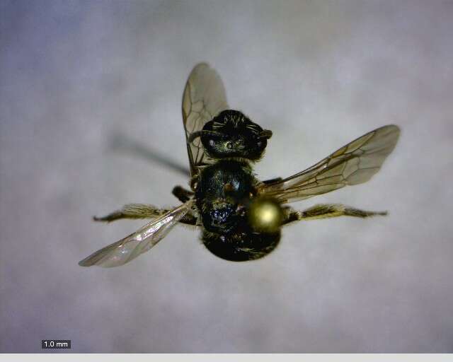 Image of Halictus confusus Smith 1853