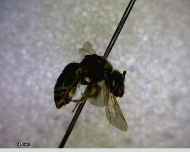 Image of Halictus confusus Smith 1853