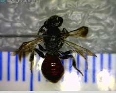 Image de Sphecodes Latreille 1804