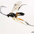 Image of Woldstedtius holarcticus (Diller 1969)