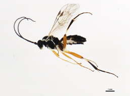 Image of Woldstedtius holarcticus (Diller 1969)