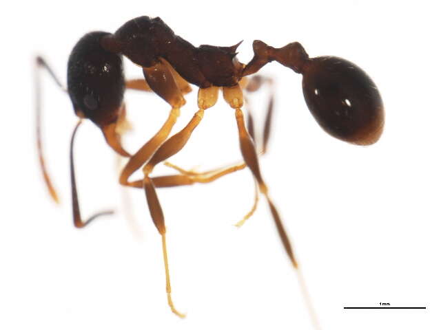 Image of Aphaenogaster picea (Wheeler 1908)