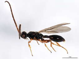 صورة <i>Belyta validicornis</i>